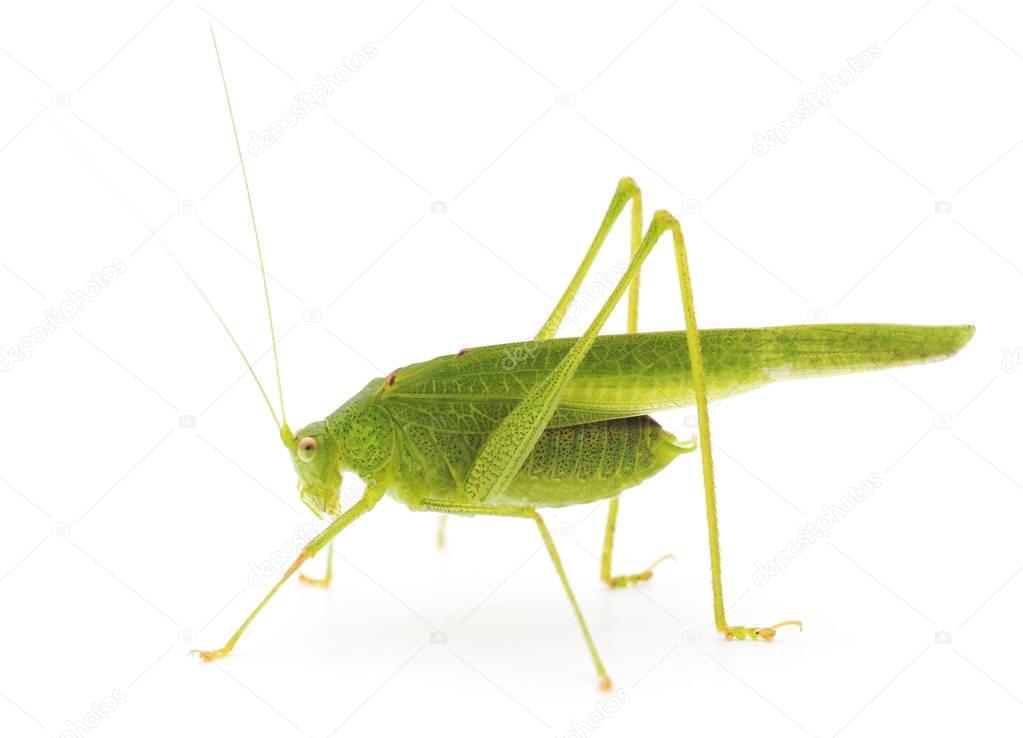 Green cricket isolated.