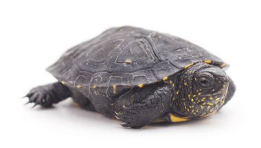 Büyük kaplumbağa izole.