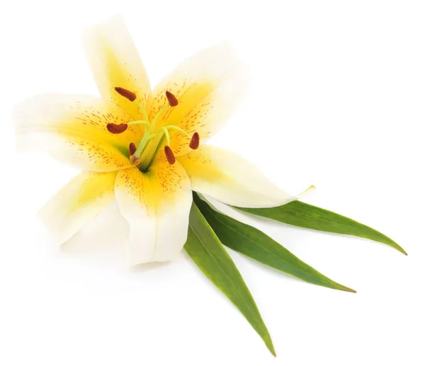White lily isolated. — Stock Photo, Image