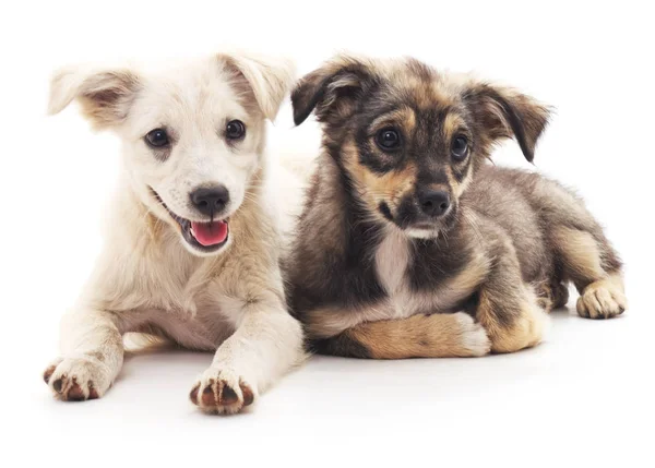 Twee puppies geïsoleerd. — Stockfoto