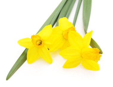 İzole sarı nergis.