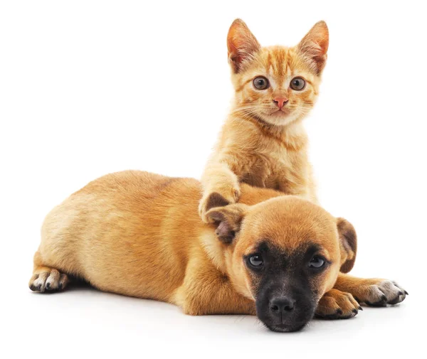 Kırmızı kedi ve köpek yavrusu. — Stok fotoğraf