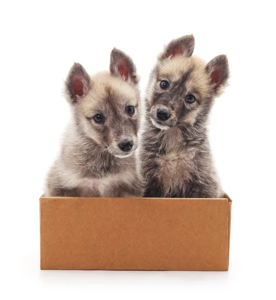 Puppies in the box. — Stock Photo, Image