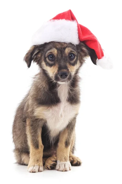 Dog in Christmas hat. — Stock Photo, Image