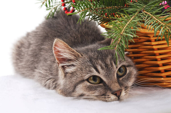 Kitten near the Christmas tree.