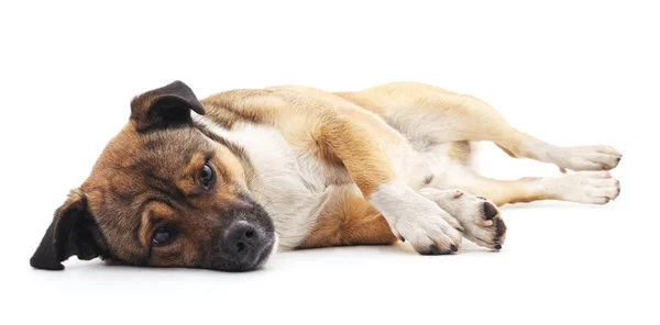 Triste cucciolo isolato . — Foto Stock