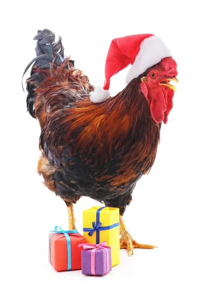公鸡在帽圣诞老人的礼物. — 图库照片