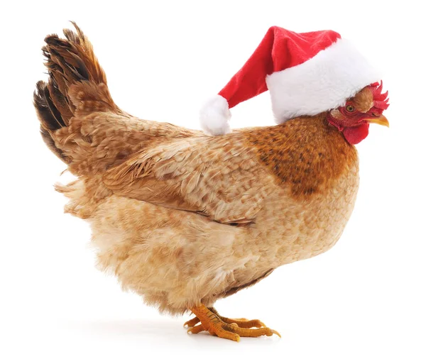 鸡在圣诞帽子. — 图库照片