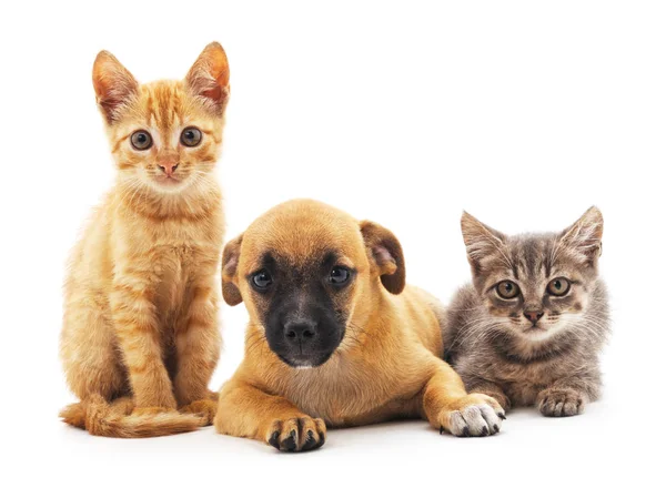 Gatitos y cachorros . — Foto de Stock