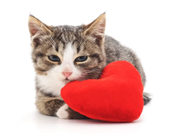 Szary kotek i czerwone serce. — Zdjęcie stockowe