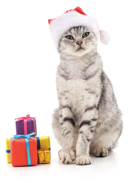 Kočka s vánoční dárky. — Stock fotografie
