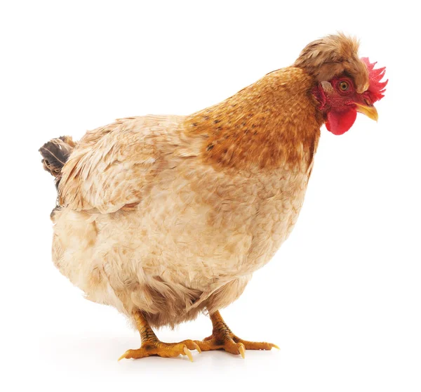 Brown chicken isolated. — Stock Photo, Image