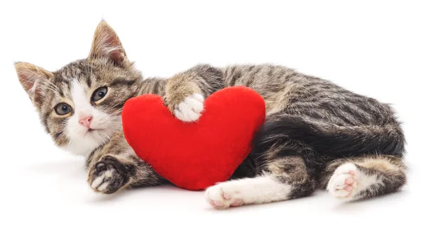 Grijs kitten en rood hart. — Stockfoto