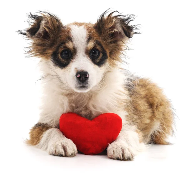 Puppy with heart. — Stock Photo, Image