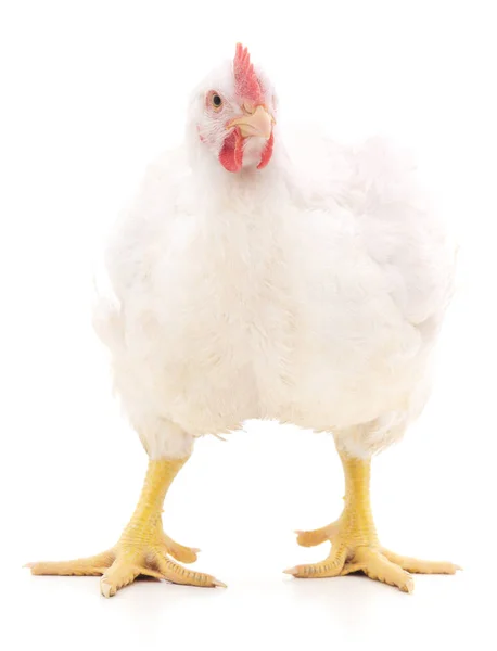 Gallo bianco isolato . — Foto Stock