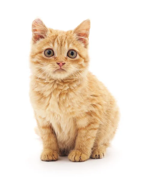 Brown kitten isolated. — Stock Photo, Image