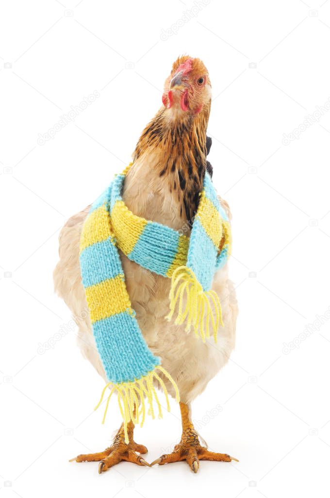Red chicken in scarf.