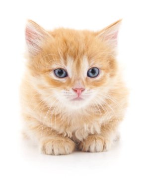 izole kırmızı kedi.