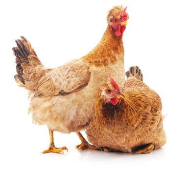 iki kahverengi tavuk.