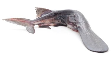 Ham paddlefish izole.