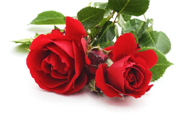 Duas rosas vermelhas . — Fotografia de Stock