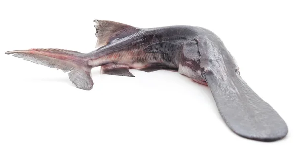 Ham paddlefish izole.