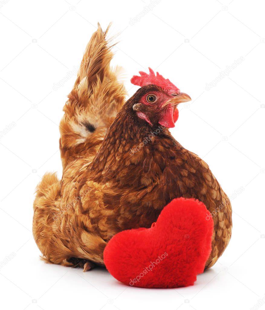 Chicken with toy heart.