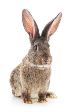 izole kahverengi tavşan.