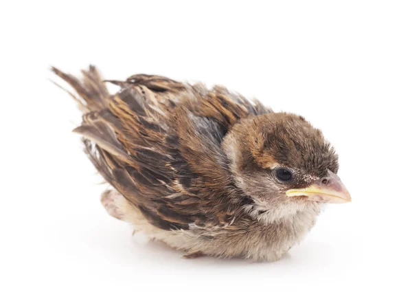 Jonge Mus geïsoleerd. — Stockfoto