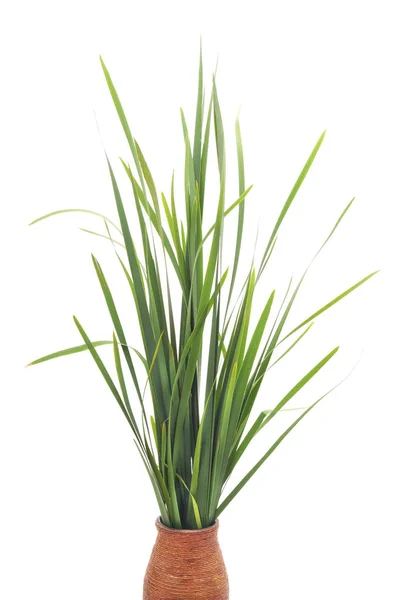 Green cane isolated. — Stock Photo, Image