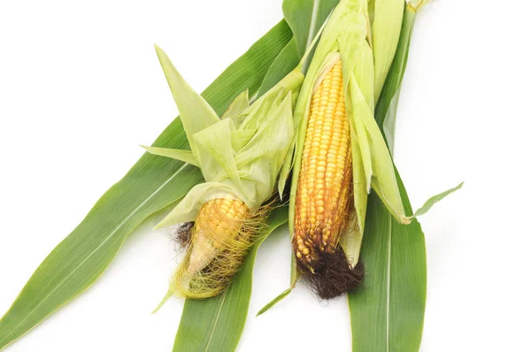 Стиглі кукурудзи, ізольовані . — стокове фото