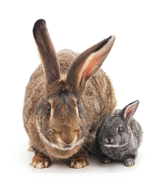 Grote en kleine konijnen. — Stockfoto