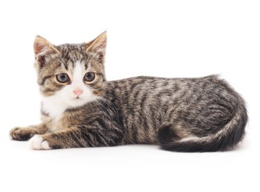 izole küçük kedi yavrusu.