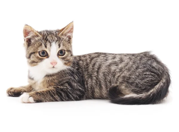 izole küçük kedi yavrusu.