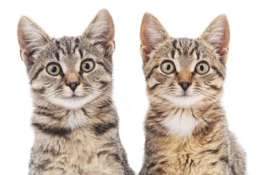 İzole iki yavru kedi.