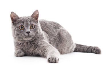 Gri kedi izole.