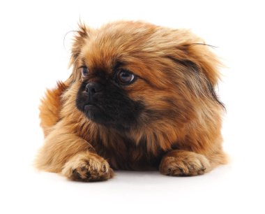 izole kahverengi köpek.