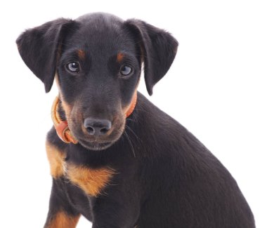 İzole siyah köpek yavrusu.