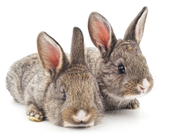 Twee konijnen geïsoleerd. — Stockfoto