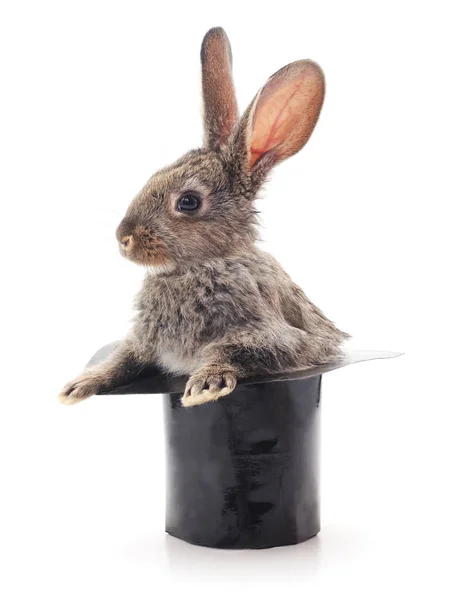 Kaninchen im Hut. — Stockfoto