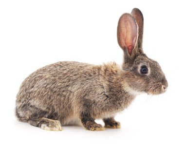 İzole kahverengi tavşan.
