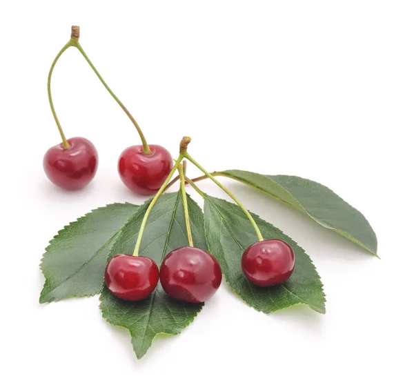 Cerezas con hojas . —  Fotos de Stock