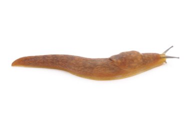 İzole kahverengi salyangoz.