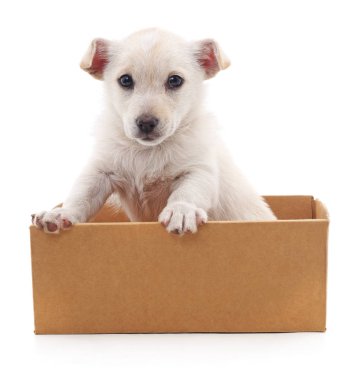 Bir kutu içinde beyaz köpek yavrusu.