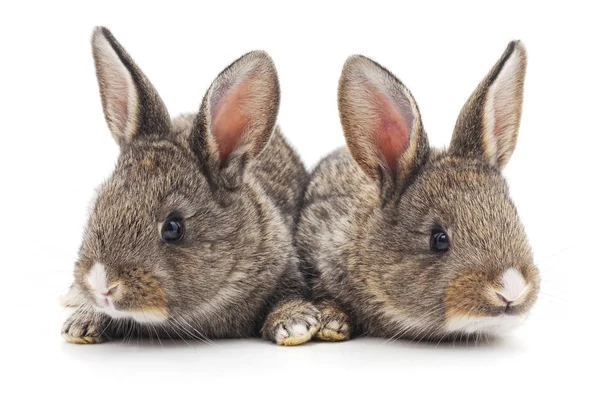 Dos conejos aislados . —  Fotos de Stock