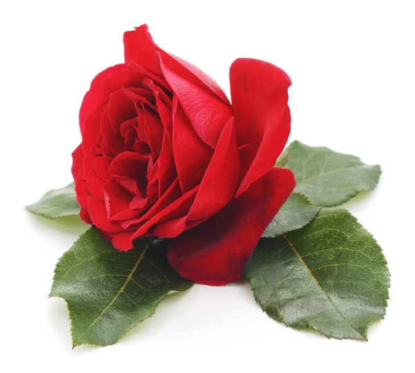 Červená růže izolovaná. — Stock fotografie