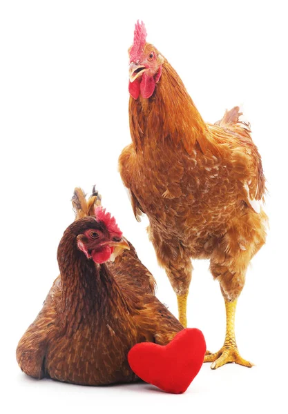 Polla y gallina . — Foto de Stock