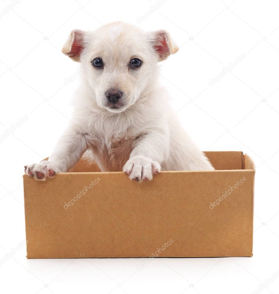 White puppy in a box.