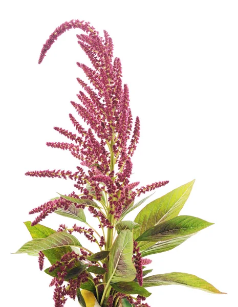 Blühender Amaranth isoliert. — Stockfoto