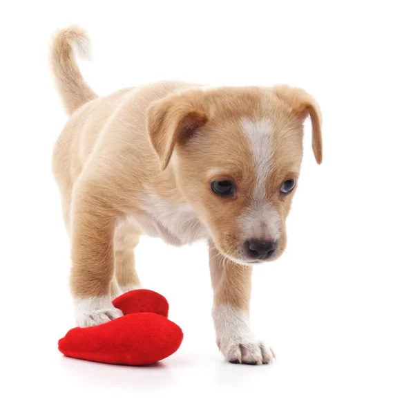 Cucciolo marrone con cuore . — Foto Stock